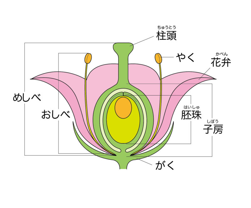 花の作りを観察していこう アブラナ トウモロコシ タンポポなどは試験問題に出ますよ Mochiken Blog